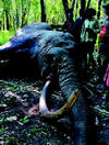 55kg-os egy-agyarú elefánt